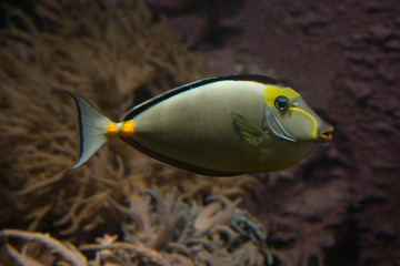 Sticker - Naso Tang fish.(Naso lituratus).