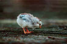 Little Bird On The Ground