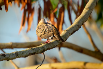 sparrow on branch