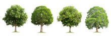 Set Collection Tree Isolate On White Background