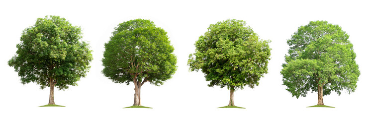 set collection tree isolate on white background