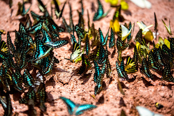 Butterfly in Ma Da national nature reserve, Vinh Cuu, Dong Nai, Vietnam.