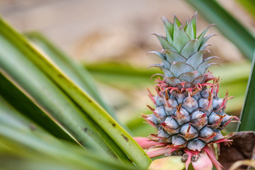 Wall Mural - Close up Pine apple in garden