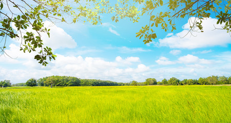 Wall Mural - spring landscape with trees and sky