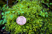 A Lucky Penny Found Laying On A Patch Of Green Moss While Hiking At Tumwater Falls Park In Thurston County, Washington.