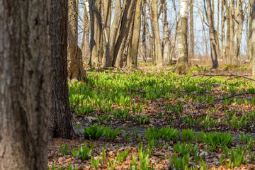 Sticker - Wild Ramps - wild garlic ( Allium tricoccum), commonly known as ramp, ramps, spring onion,  wild leek, wood leek.  North American species of wild onion. in Canada, ramps are considered rare delicacies