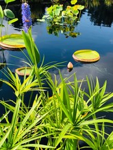 Large, Green Lily Pads Floating On A Pond With Crystal Clear Water At The Lewis-Ginter Botanical Garden On A Warm Summer Afternoon.