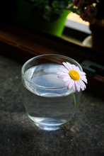 Light Pink Daisy Flower In A Crystal Glass Of Pure Still Water On Dark Marble Window Sill And Flower Pots In The Background. Spring Mood Morning Composition With Floral Design