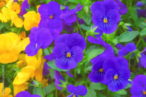 青いパンジー 黄色いパンジー 花壇 絵画調 Stock Photo Adobe Stock