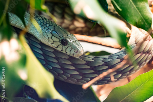 Cuadros en Lienzo Close-up Of Snake Amidst Leaves