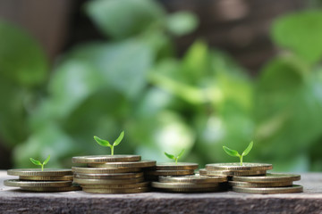 stack of coins with small plant concept for investment or money saving concept.