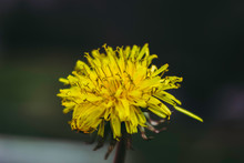 Yellow Flower Of A Dandelion