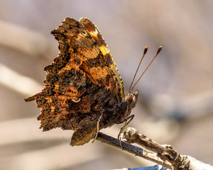 orange butterfly sitting on a branch, close-up