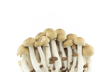 group mushroom on white background.