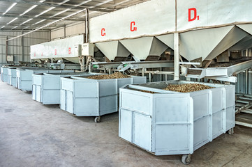 Wall Mural - Cashew nut processing factory in Long An, Vietnam