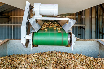 Wall Mural - Cashew nut processing factory in Long An, Vietnam