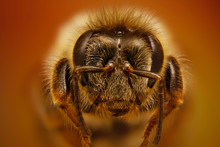 Close-up Of Honey Bee Against Colored Background