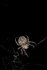 Wall Mural - Spider on a web isolated on black background / night monster in dark / horror scary animal insect
