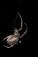 Wall Mural - Massive spider on a black background / scary dark photography / horror insect / scarriest bug at night