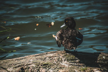 Duck Perching On Rock By Lake