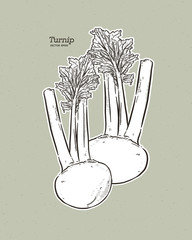 Wall Mural - Turnip, hand draw sketch vector.