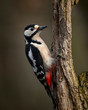 Image of Leser Spotted Woodepecker Dendrocopos Minor on side of wooden post in Spring sunshine