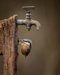 Beautiful Nuthatch garden bird Sitta Europaea in Spring sunshine feeding near tap in wooden post