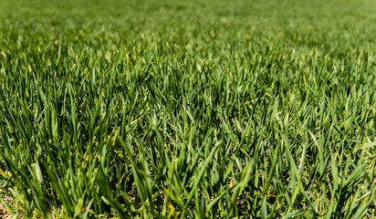 Wall Mural - Young wheat seedlings growing on a field in a black soil. Spring green wheat grows in soil. Close up on sprouting rye on a agriculture field in a sunny day. Sprouts of rye. Agriculture.