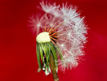 Wet Dandelion Seed Head Against Red Background