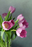 Fototapeta Tulipany - Bouquet of pink tulips in vase on gray wall background