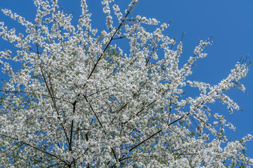 Poster - flowering tree