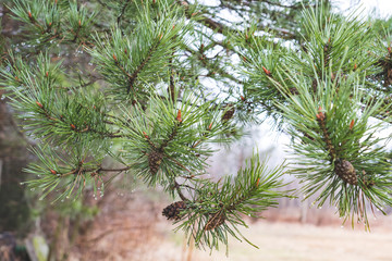 pine branches with water drops on a rainy day