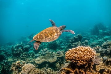  Wild Sea turtle swimming freely in open ocean among colorful coral reef
