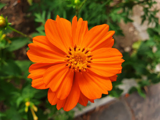 orange cosmos sulphureus flower on a street flower bed.