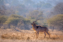 Greater Kudu Male In Savannah Scenery In Kruger National Park, South Africa ; Specie Tragelaphus Strepsiceros Family Of Bovidae