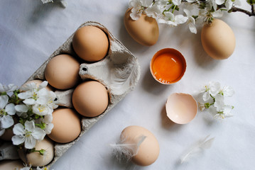 Wall Mural - Chicken eggs. Broken egg, protein and yolk.