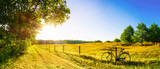 Fototapeta Natura - Landscape in summer with trees and meadows in bright sunshine