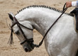 Portrait of a spanish horse in Doma Vaquera competition in Jerez