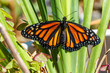Monarch butterfly immediately after hatching from chrysalis.  Wings slowly unfolding over time