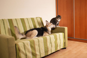 Wall Mural - Playful dog and cat on sofa at home