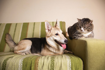 Wall Mural - Playful dog and cat on sofa at home