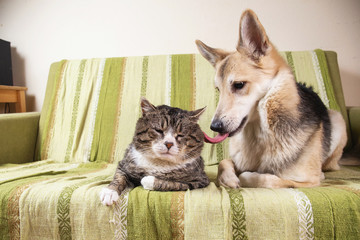 Wall Mural - Playful dog and cat on sofa at home