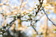 wiosenne białe pąki na gałęzi drzewa