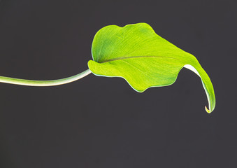 Close-up on a bright green fresh leaf of philodendron xanadu houseplant on a dark background. Attractive houseplant detail with marked veins.