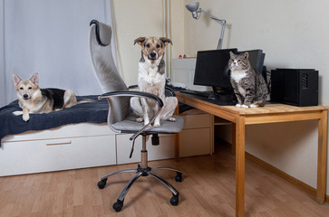 Wall Mural - Two Dogs and cat in living room