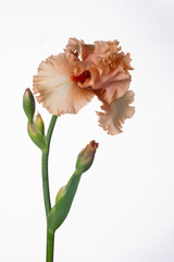 
Iris flower on a white background