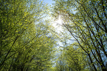A Dirt Road Through A Green Deciduous Forest In A Sunny Early Spring Time. Sunlight Is Shine Through The Leaves Of The Trees Under The Forest Trail