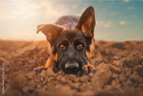 Cuadros en Lienzo German shepherd puppy in natural environment