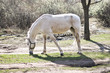 White old nag horse grazes in early spring at outdoor