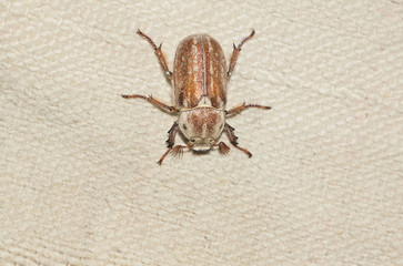 closeup the female beetle (Polyphylla alba)